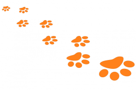 pawprints_orange